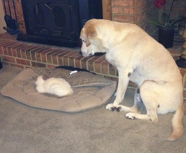 labrador sleep cat