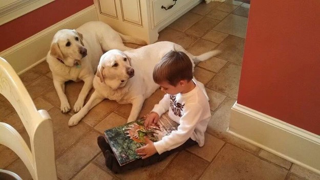 labradors listen boy read