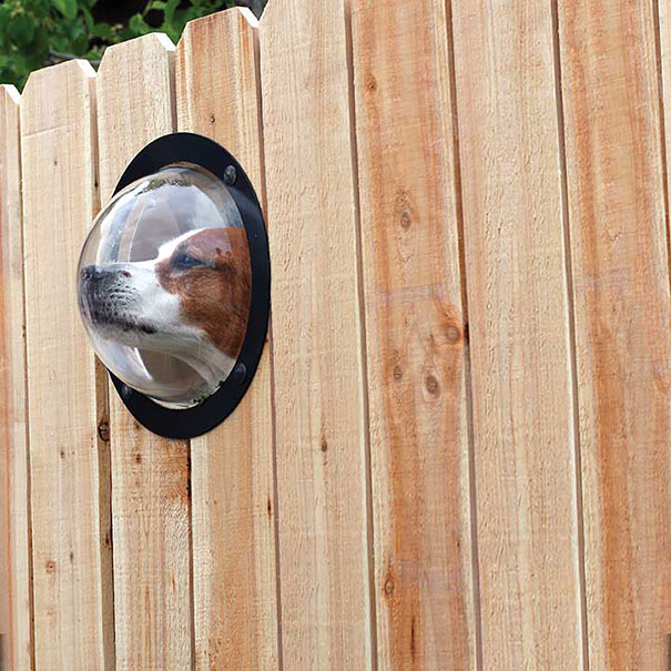 Dog Peek invention
