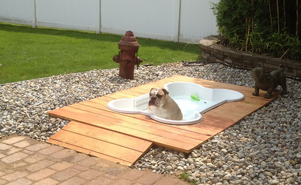 Dog Pool
