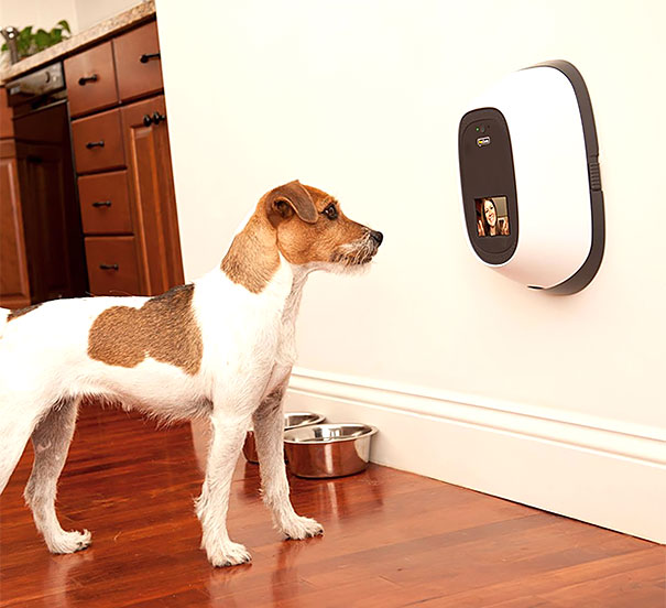Petchatz Interactive Pet-Cam Lets You Video Chat With Your Pet When You Are Away