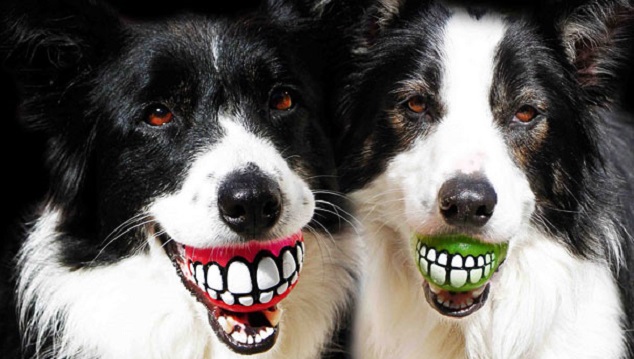 18 Perfect Gifts for Dogs and Dog Lovers 4
