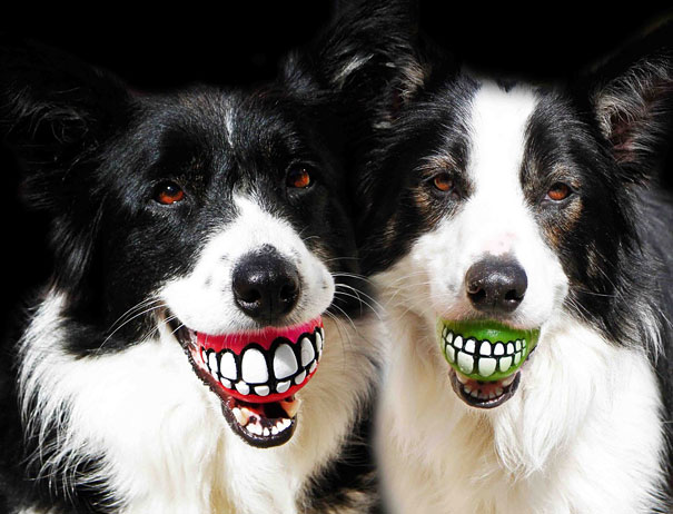 balls for dogs