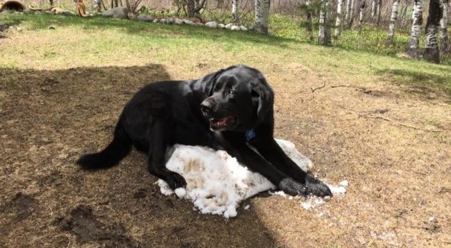 This Black Labrador Just Can't Handle The Snow Melting 5