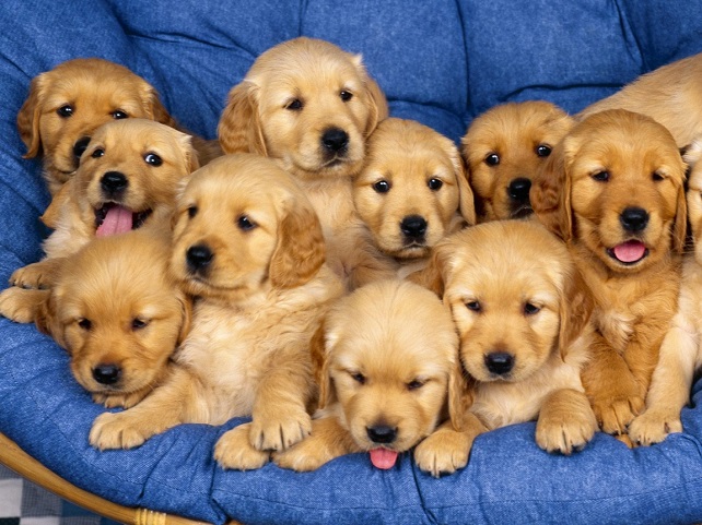 cute-labrador-puppies-faces
