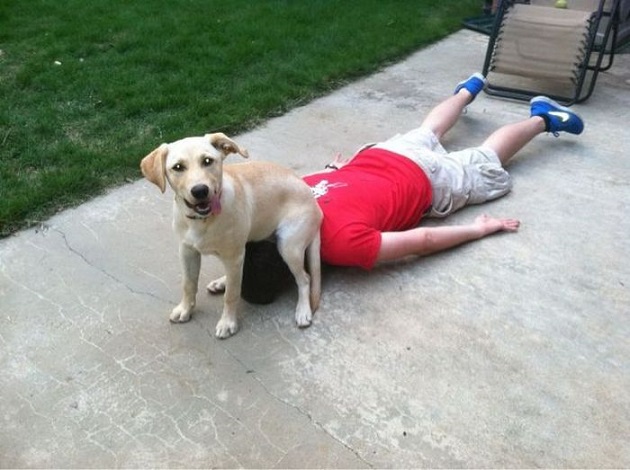 labrador-sitting-on-man-funny