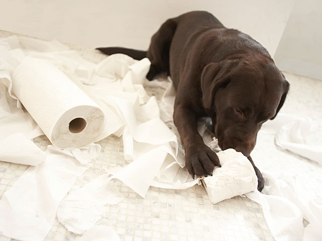 labrador-toulite-paper-funny-dog