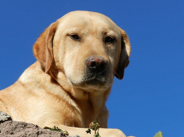 sad-eyes-labrador-face