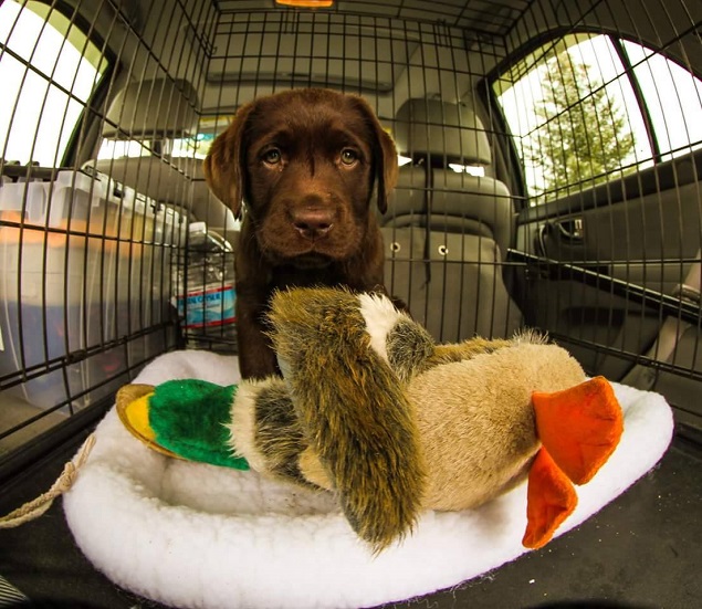 8-weeks-labrador-puppy