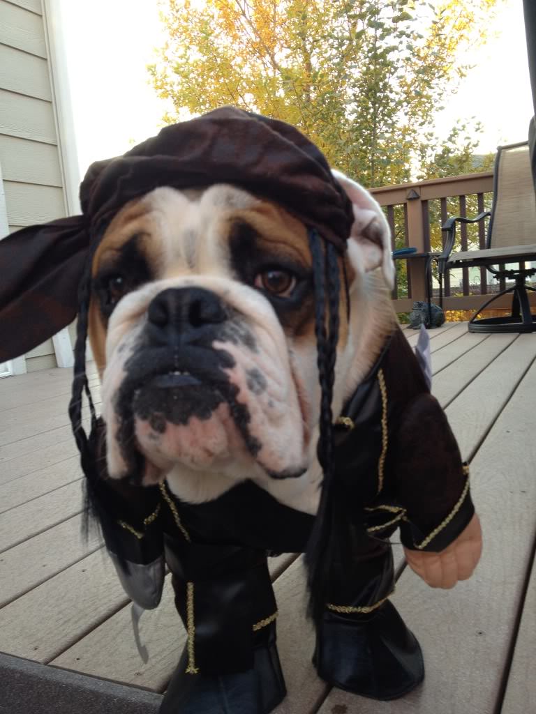 english-bulldog-halloween-pirate-dress