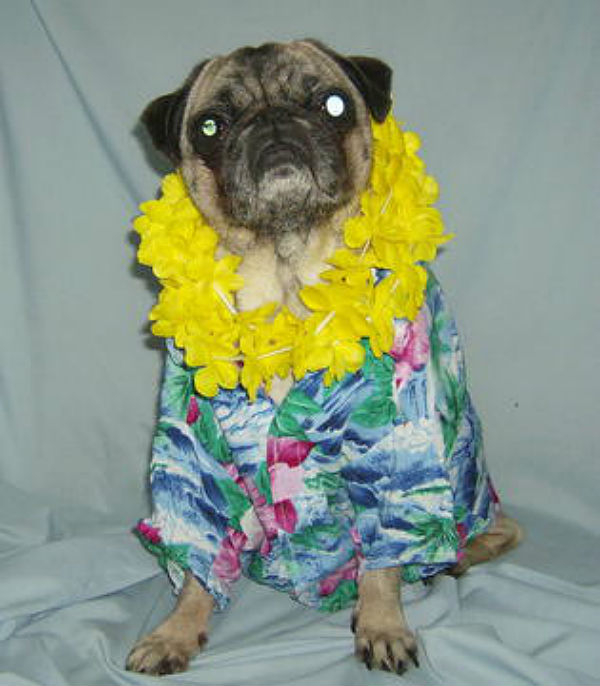 hawaiian-shirt-pug