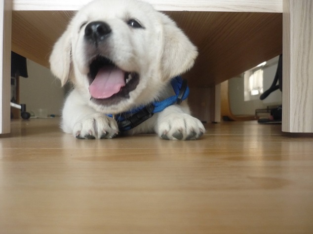 i-hid-under-here-labrador-puppy