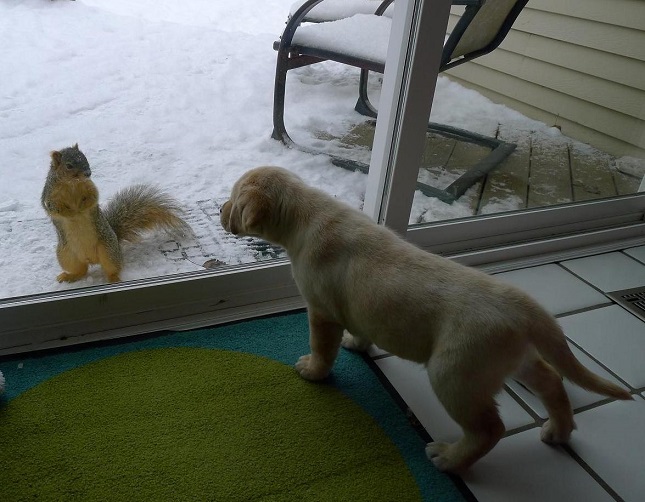 labrador-puppy-massive-squirrel