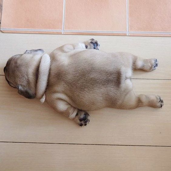 15 Of The Cutest Pug Puppies To Brighten Your Day (15 Pictures) 7 massage-position-pug-puppy