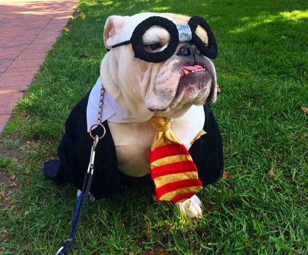10 Costumes That Prove English Bulldogs Always Win At
