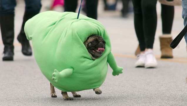 15 Of The Cutest Pug Puppies To Brighten Your Day (15 Pictures) 13 pug-spooky-pooch-parade-dog