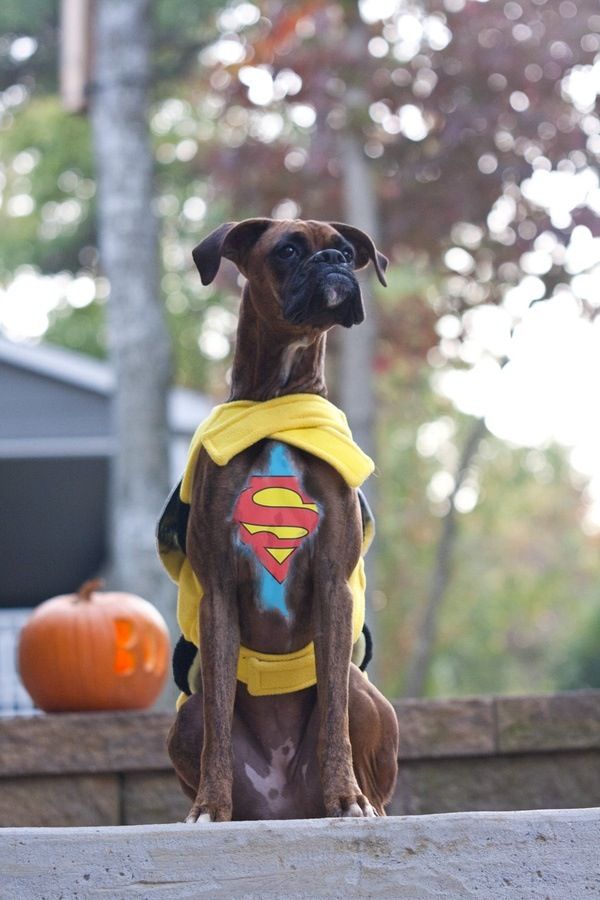 superman-boxer-costume