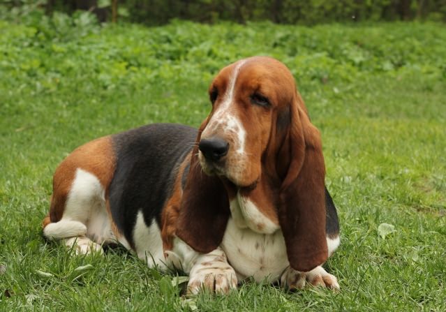 basset-dog - BuzzSharer.com