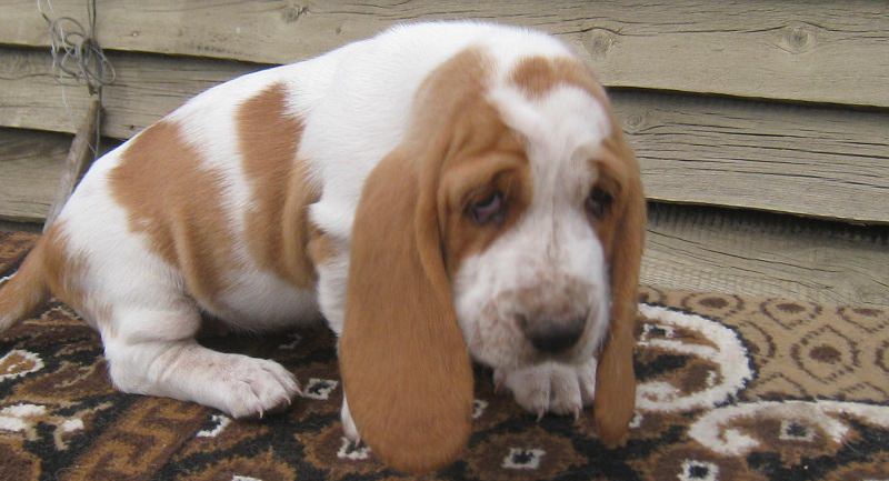 6 Cool Facts About Basset Hounds 8