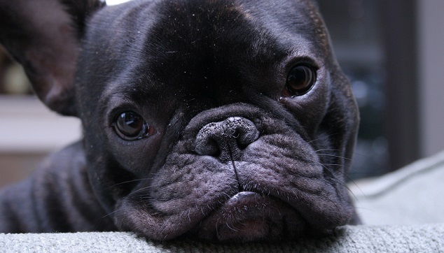 10 Pictures That Sum Up What It’s Like To Own A French Bulldog 10