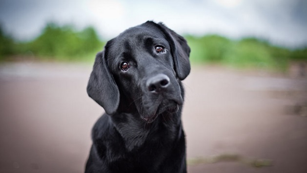 10 Expressions Every Labrador Parent Will Instantly Recognise 2