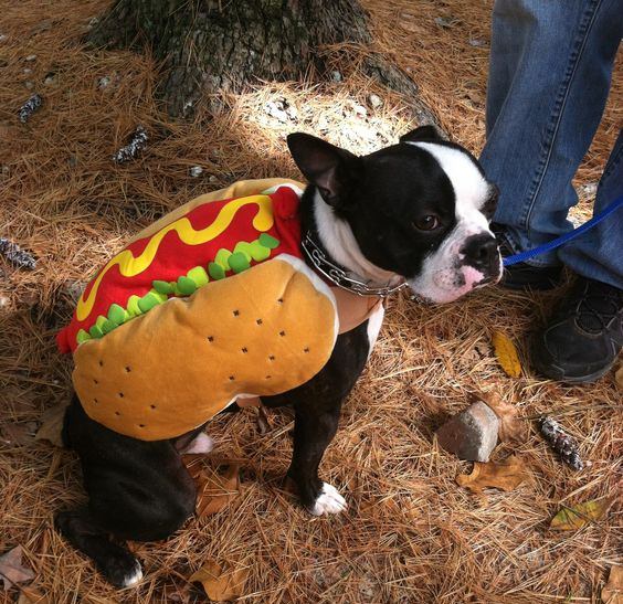 boston-terrier-halloween-costume-hotdog