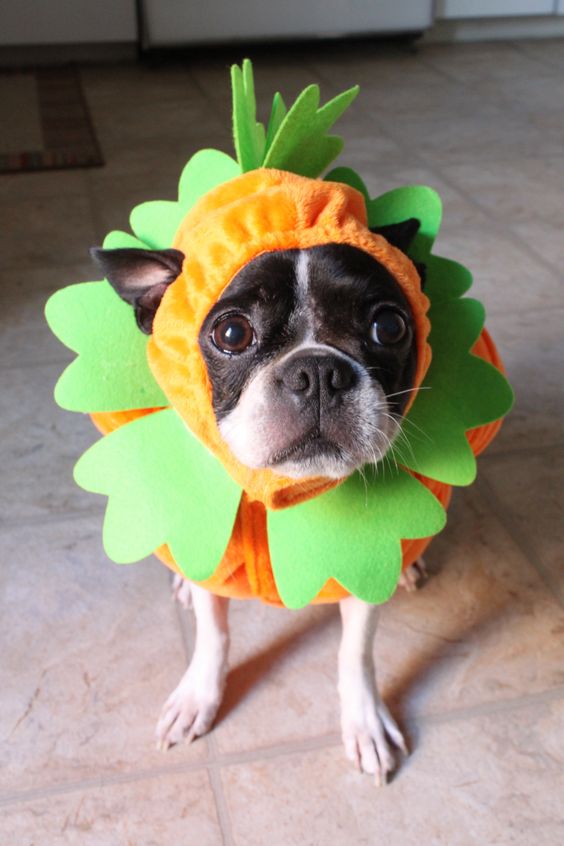 boston-terrier-halloween-costume-pumpkin