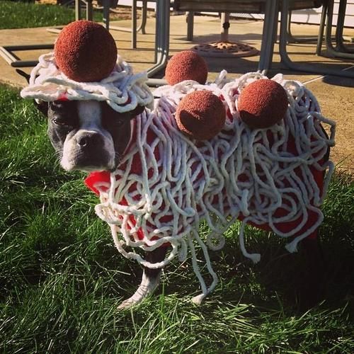 boston-terrier-halloween-costume-spaghetti