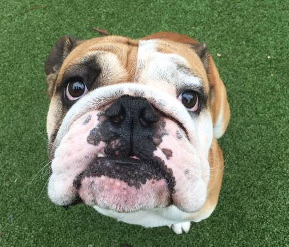 british-bulldog-look