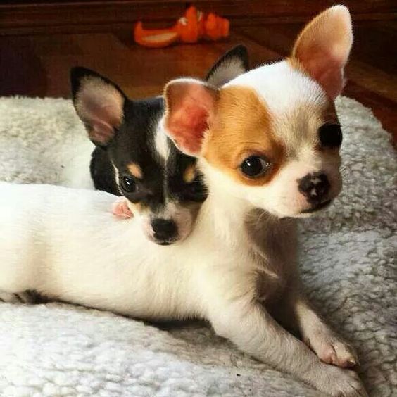 chihuahua-dogs-pups