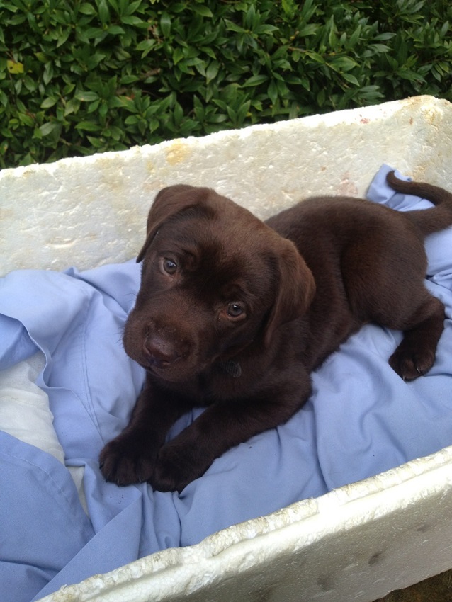 chocolate-lab-puppy-pics-cuteness