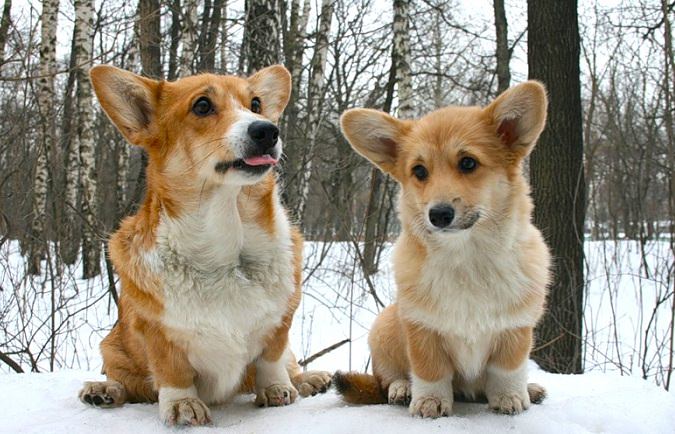 corgi-dogs-winter