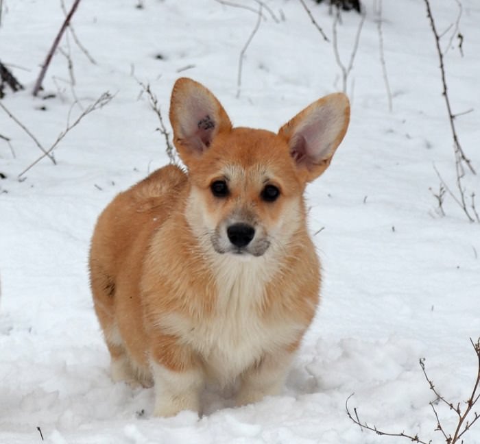 corgi-in-snow