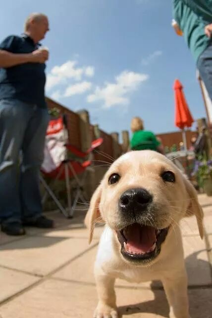 cute-and-happy-labrador-pup
