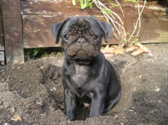 cute-black-puppy-muddy-face-pug