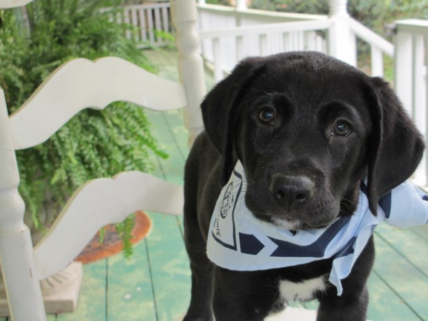 cute-labrador-puppy-black-face
