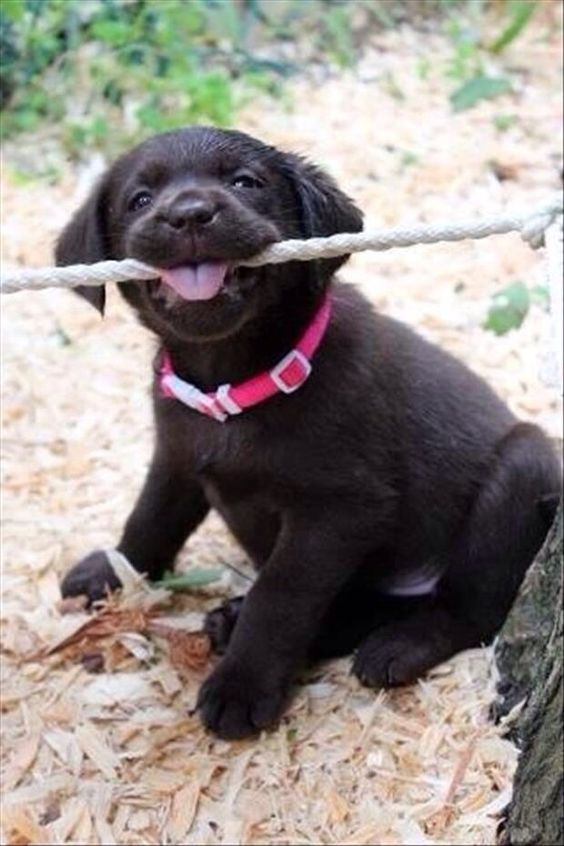 cute-puppy-dog-labrador-funny