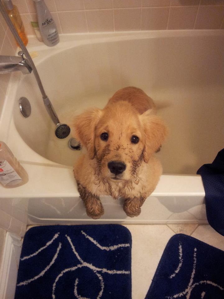 cute-puppy-mud