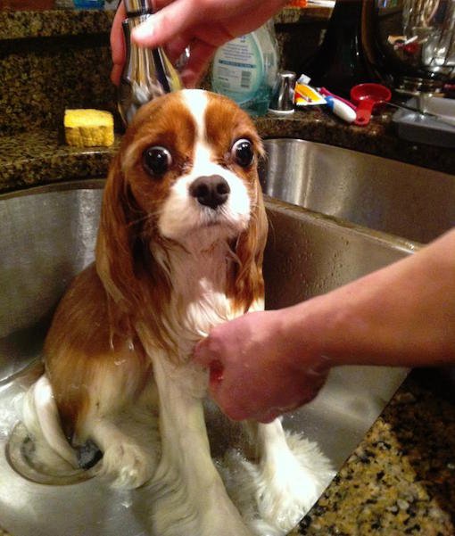 10 Dogs Who Hate Baths