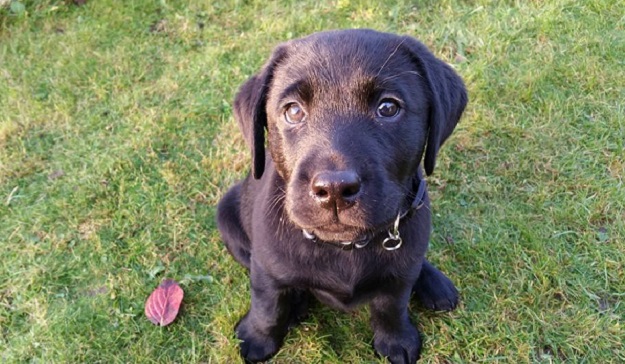 These Labrador Puppies Are Trying To Melt Your Heart (15 photos) 1
