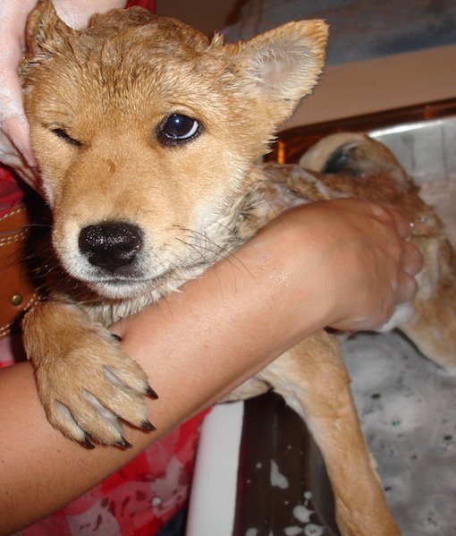 dog-bath-time