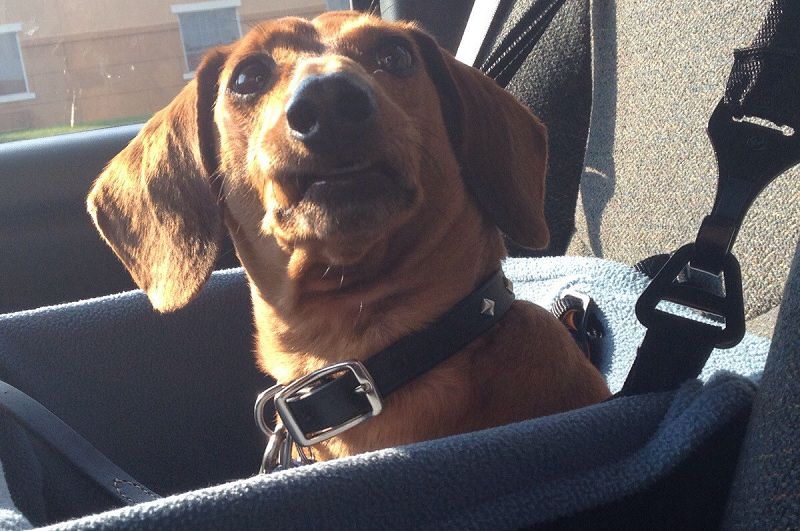 dog-doing-face