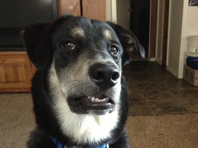 dog-face