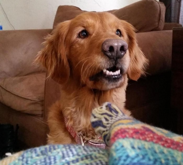 dogs-face-begging-treat