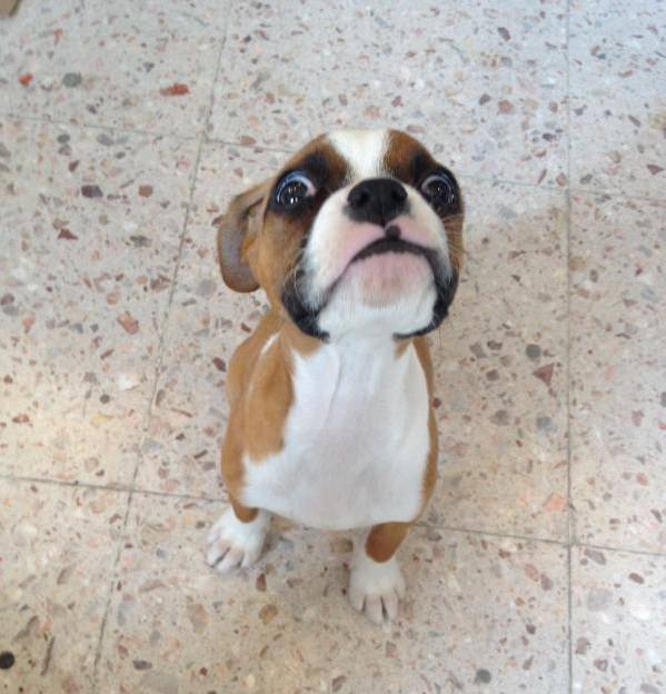dogs-face-funny
