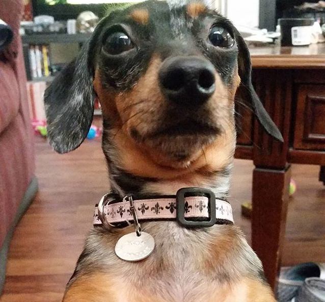 doxie-begging-face
