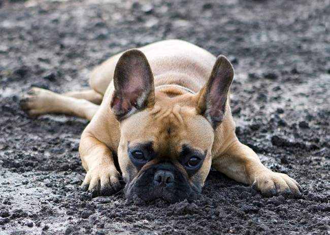 french-bulldog-mud-eyes-face