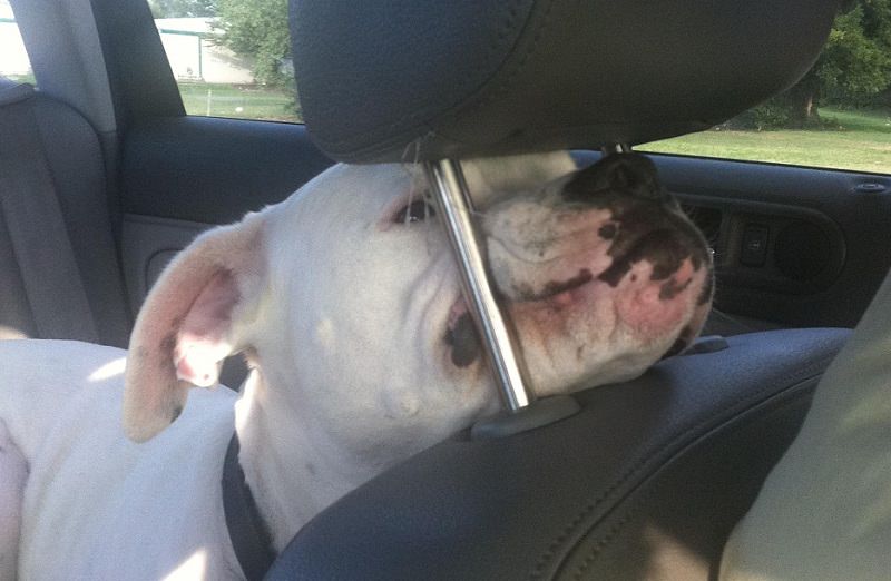 9 Dogs Acting Like Kids in the Car 10