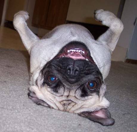 funny-smiling-pug
