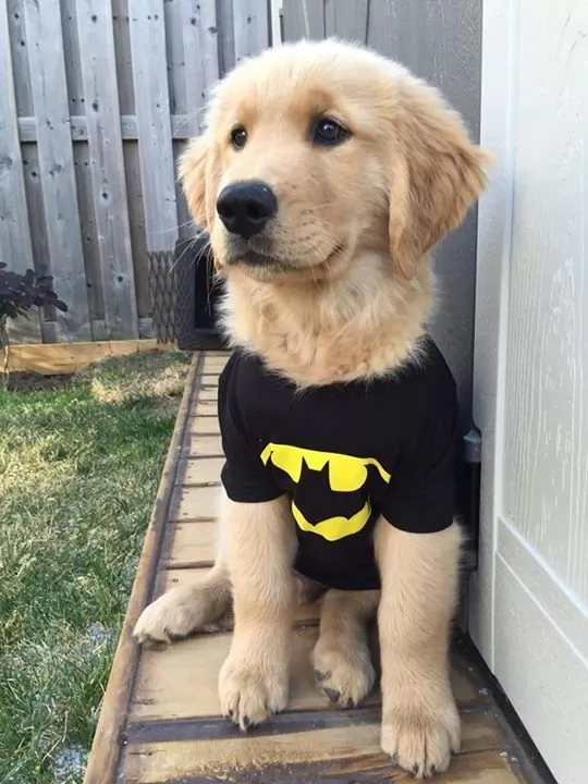 Best Halloween Costumes For Golden Retrievers - 12 Costumes That Prove Golden Retrievers Always Win At Halloween